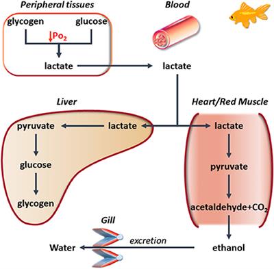 Hypoxia Tolerance in Teleosts: Implications of Cardiac Nitrosative Signals